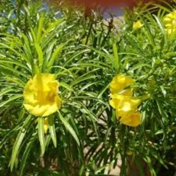 Super Arali Flowers 1a-arali flower-8222000-48869.webp